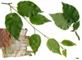 SpeciesSub: subsp. albosinensis SpeciesSub: subsp. albosinensis